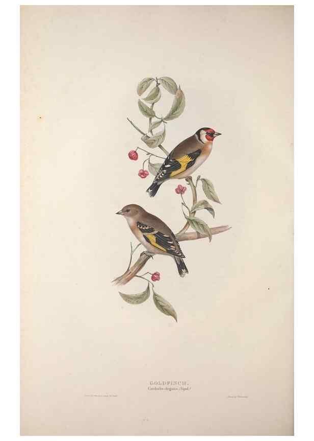 Reproducción/Reproduction 32902174448: The birds of Europe.. London,Printed by R. and J.E. Taylor, pub. by the author,1837.. 
