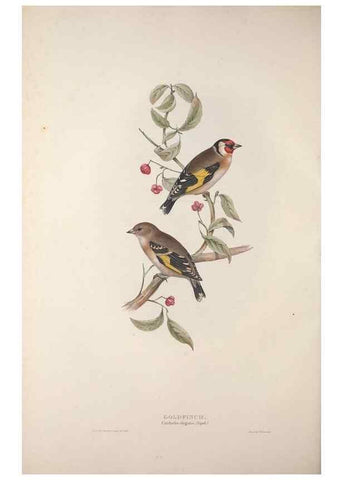 Reproducción/Reproduction 32902174448: The birds of Europe.. London,Printed by R. and J.E. Taylor, pub. by the author,1837.. 