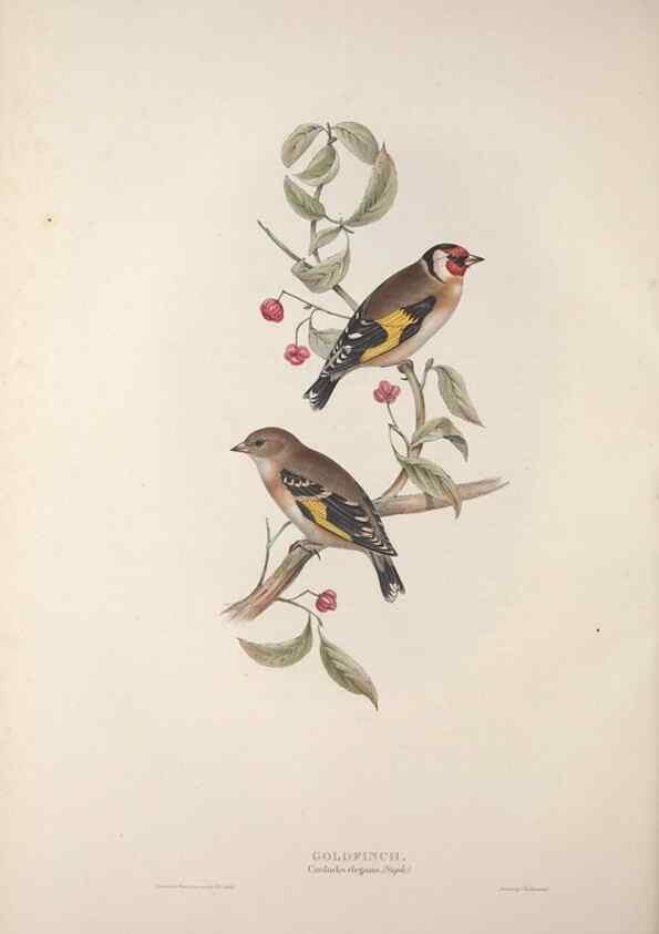Reproducción/Reproduction 32902174448: The birds of Europe.. London,Printed by R. and J.E. Taylor, pub. by the author,1837.. 