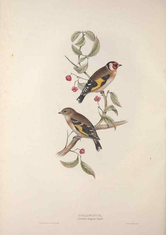 Reproducción/Reproduction 32902174448: The birds of Europe.. London,Printed by R. and J.E. Taylor, pub. by the author,1837.. 