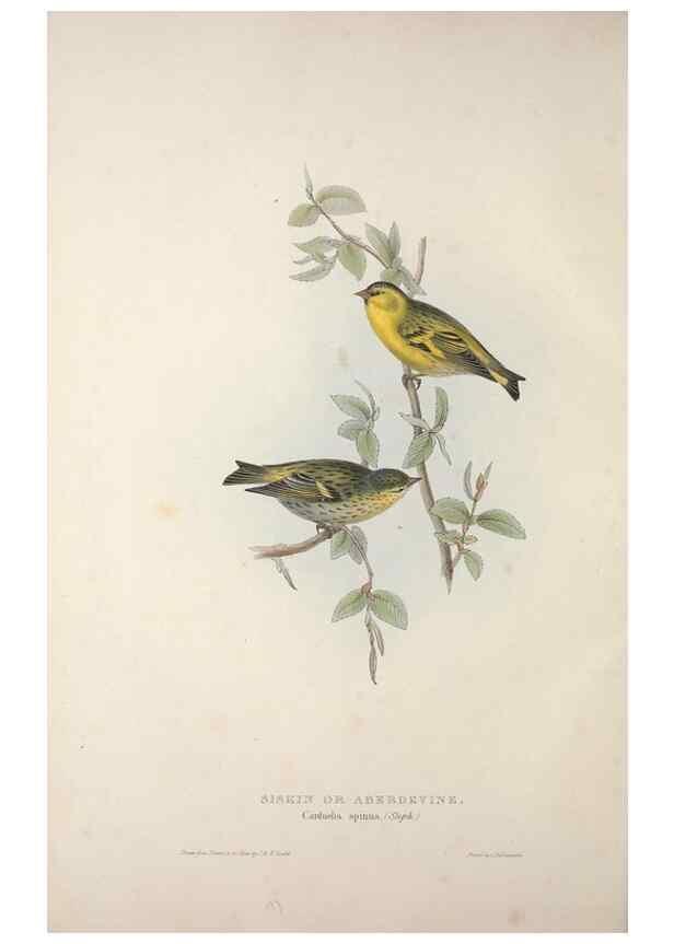 Reproducción/Reproduction 46052712374: The birds of Europe.. London,Printed by R. and J.E. Taylor, pub. by the author,1837.. 