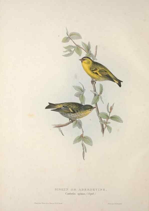 Reproducción/Reproduction 46052712374: The birds of Europe.. London,Printed by R. and J.E. Taylor, pub. by the author,1837.. 