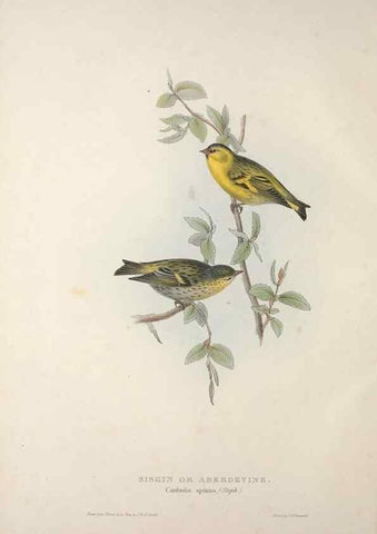 Reproducción/Reproduction 46052712374: The birds of Europe.. London,Printed by R. and J.E. Taylor, pub. by the author,1837.. 