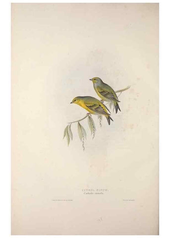 Reproducción/Reproduction 46725115782: The birds of Europe.. London,Printed by R. and J.E. Taylor, pub. by the author,1837.. 