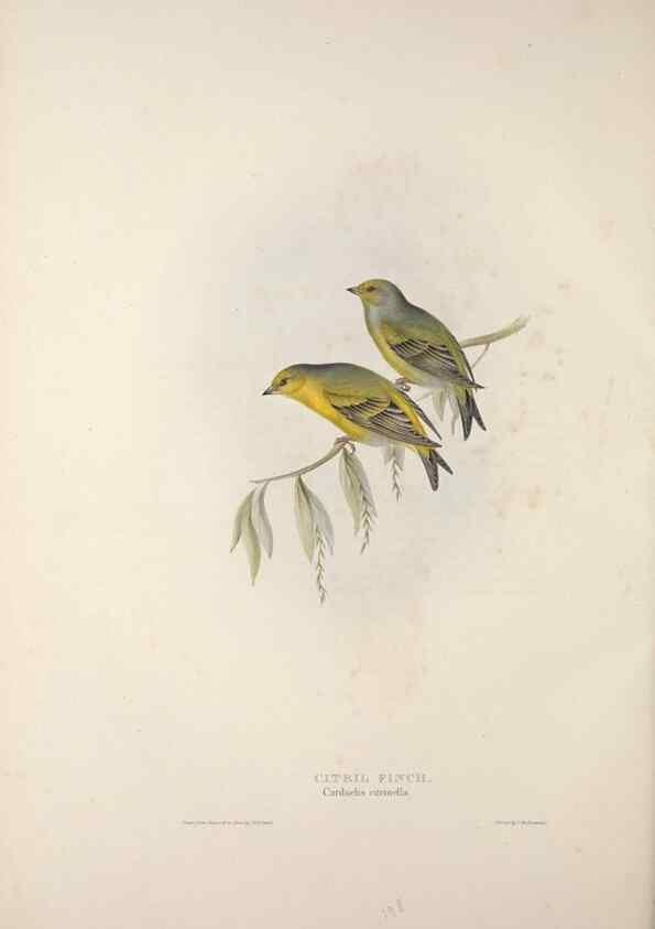 Reproducción/Reproduction 46725115782: The birds of Europe.. London,Printed by R. and J.E. Taylor, pub. by the author,1837.. 