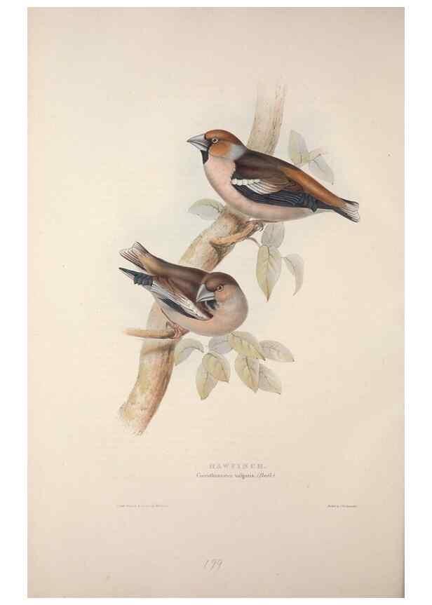 Reproducción/Reproduction 46052714364: The birds of Europe.. London,Printed by R. and J.E. Taylor, pub. by the author,1837.. 