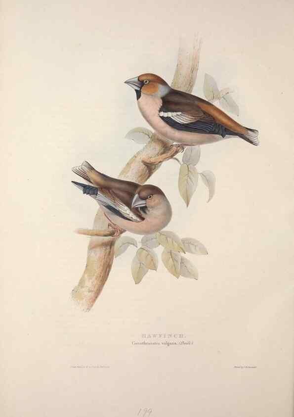 Reproducción/Reproduction 46052714364: The birds of Europe.. London,Printed by R. and J.E. Taylor, pub. by the author,1837.. 