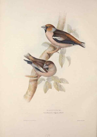 Reproducción/Reproduction 46052714364: The birds of Europe.. London,Printed by R. and J.E. Taylor, pub. by the author,1837.. 