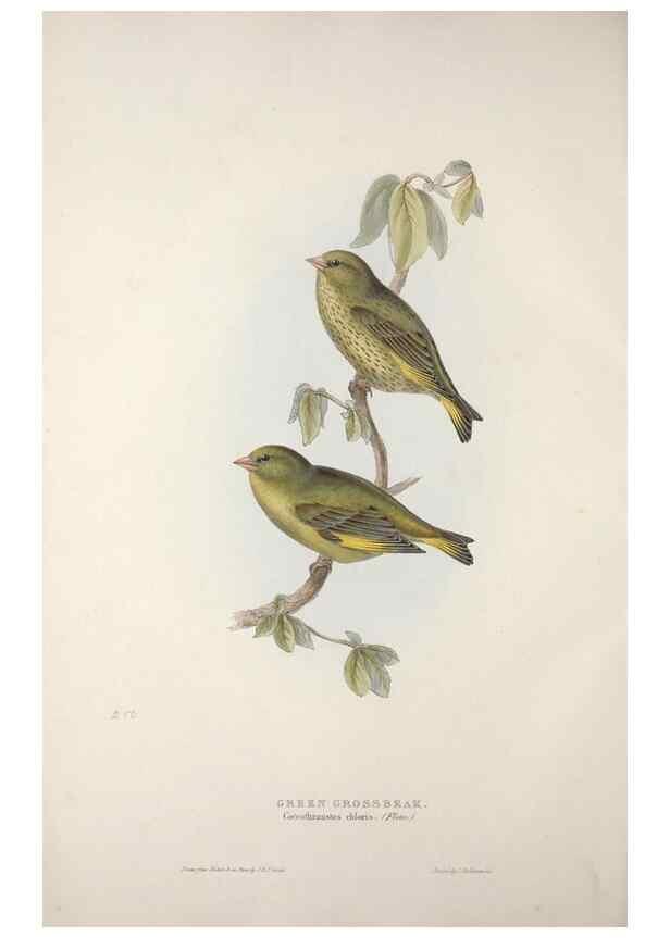 Reproducción/Reproduction 46725117492: The birds of Europe.. London,Printed by R. and J.E. Taylor, pub. by the author,1837.. 
