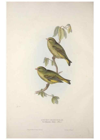 Reproducción/Reproduction 46725117492: The birds of Europe.. London,Printed by R. and J.E. Taylor, pub. by the author,1837.. 
