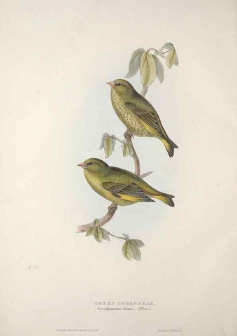 Reproducción/Reproduction 46725117492: The birds of Europe.. London,Printed by R. and J.E. Taylor, pub. by the author,1837.. 