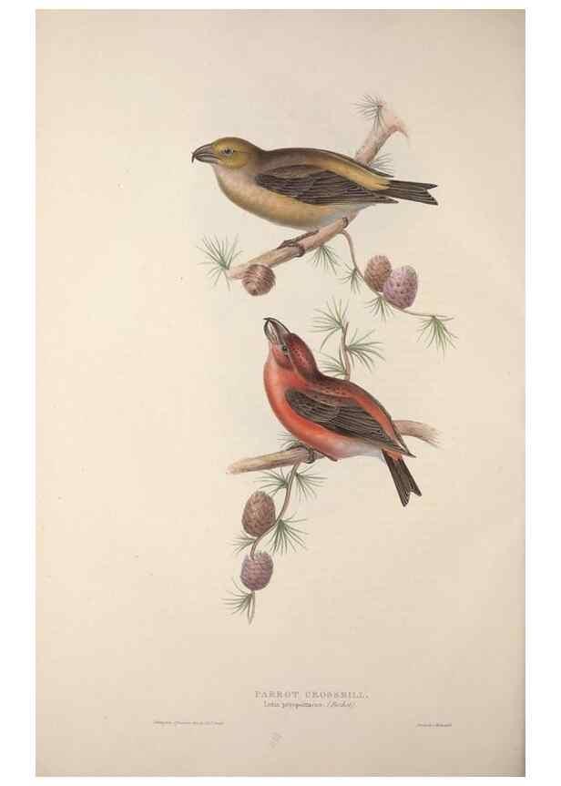 Reproducción/Reproduction 31836108817: The birds of Europe.. London,Printed by R. and J.E. Taylor, pub. by the author,1837.. 