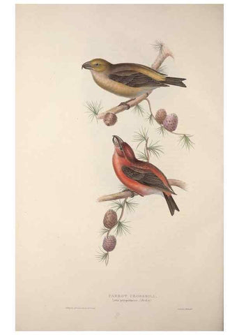 Reproducción/Reproduction 31836108817: The birds of Europe.. London,Printed by R. and J.E. Taylor, pub. by the author,1837.. 