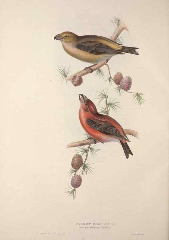 Reproducción/Reproduction 31836108817: The birds of Europe.. London,Printed by R. and J.E. Taylor, pub. by the author,1837.. 