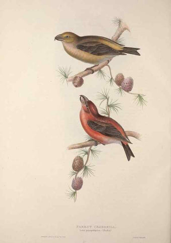 Reproducción/Reproduction 31836108817: The birds of Europe.. London,Printed by R. and J.E. Taylor, pub. by the author,1837.. 