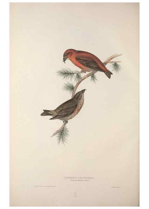 Reproducción/Reproduction 46052717204: The birds of Europe.. London,Printed by R. and J.E. Taylor, pub. by the author,1837.. 