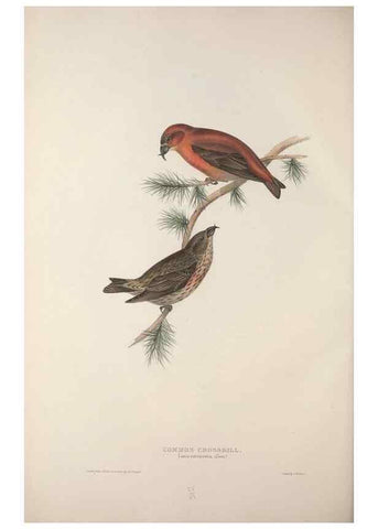 Reproducción/Reproduction 46052717204: The birds of Europe.. London,Printed by R. and J.E. Taylor, pub. by the author,1837.. 