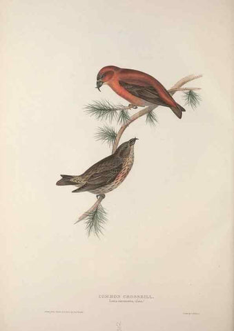 Reproducción/Reproduction 46052717204: The birds of Europe.. London,Printed by R. and J.E. Taylor, pub. by the author,1837.. 