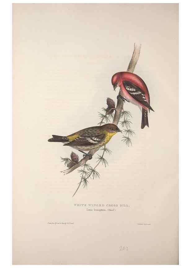 Reproducción/Reproduction 45862808325: The birds of Europe.. London,Printed by R. and J.E. Taylor, pub. by the author,1837.. 