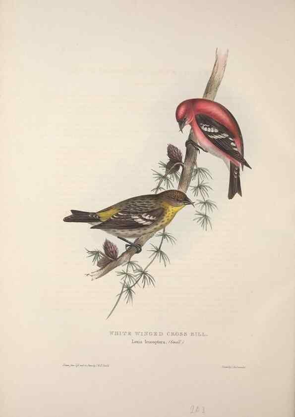 Reproducción/Reproduction 45862808325: The birds of Europe.. London,Printed by R. and J.E. Taylor, pub. by the author,1837.. 