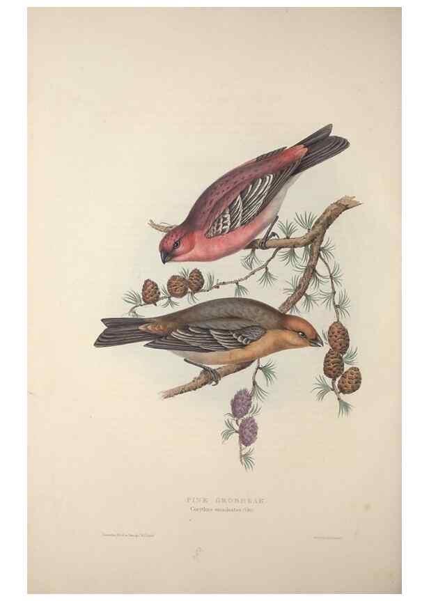 Reproducción/Reproduction 46052719264: The birds of Europe.. London,Printed by R. and J.E. Taylor, pub. by the author,1837.. 