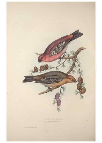 Reproducción/Reproduction 46052719264: The birds of Europe.. London,Printed by R. and J.E. Taylor, pub. by the author,1837.. 