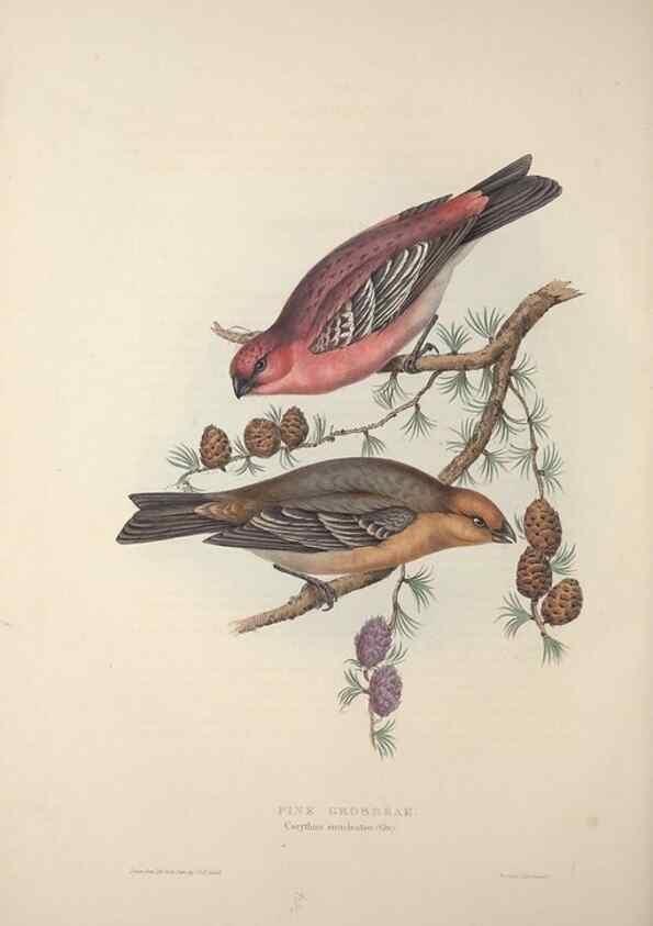 Reproducción/Reproduction 46052719264: The birds of Europe.. London,Printed by R. and J.E. Taylor, pub. by the author,1837.. 