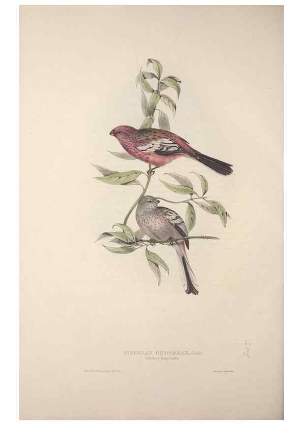 Reproducción/Reproduction 45862819065: The birds of Europe.. London,Printed by R. and J.E. Taylor, pub. by the author,1837.. 