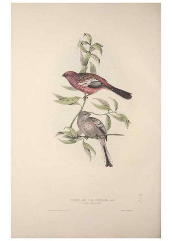 Reproducción/Reproduction 45862819065: The birds of Europe.. London,Printed by R. and J.E. Taylor, pub. by the author,1837.. 