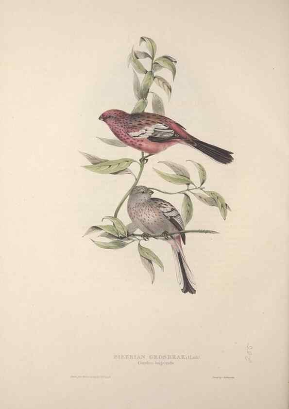 Reproducción/Reproduction 45862819065: The birds of Europe.. London,Printed by R. and J.E. Taylor, pub. by the author,1837.. 