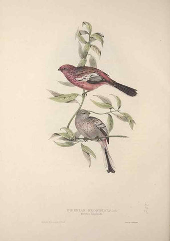 Reproducción/Reproduction 45862819065: The birds of Europe.. London,Printed by R. and J.E. Taylor, pub. by the author,1837.. 