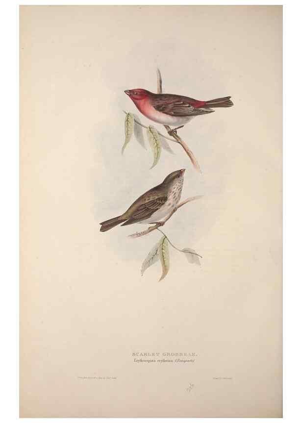 Reproducción/Reproduction 46052730444: The birds of Europe.. London,Printed by R. and J.E. Taylor, pub. by the author,1837.. 