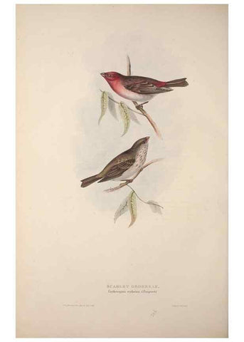 Reproducción/Reproduction 46052730444: The birds of Europe.. London,Printed by R. and J.E. Taylor, pub. by the author,1837.. 