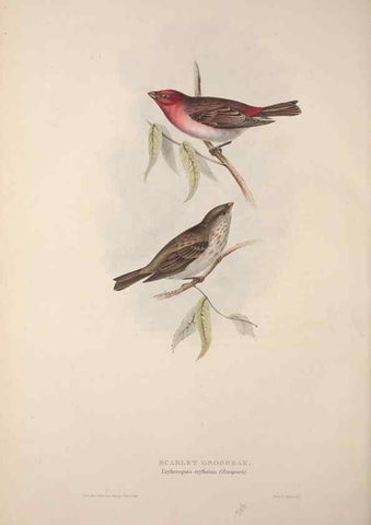 Reproducción/Reproduction 46052730444: The birds of Europe.. London,Printed by R. and J.E. Taylor, pub. by the author,1837.. 