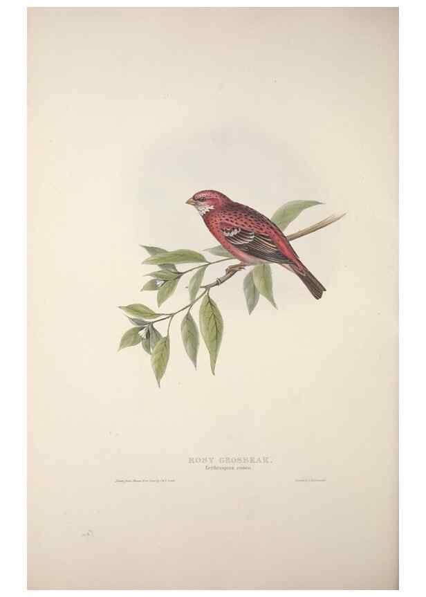 Reproducción/Reproduction 32902191858: The birds of Europe.. London,Printed by R. and J.E. Taylor, pub. by the author,1837.. 