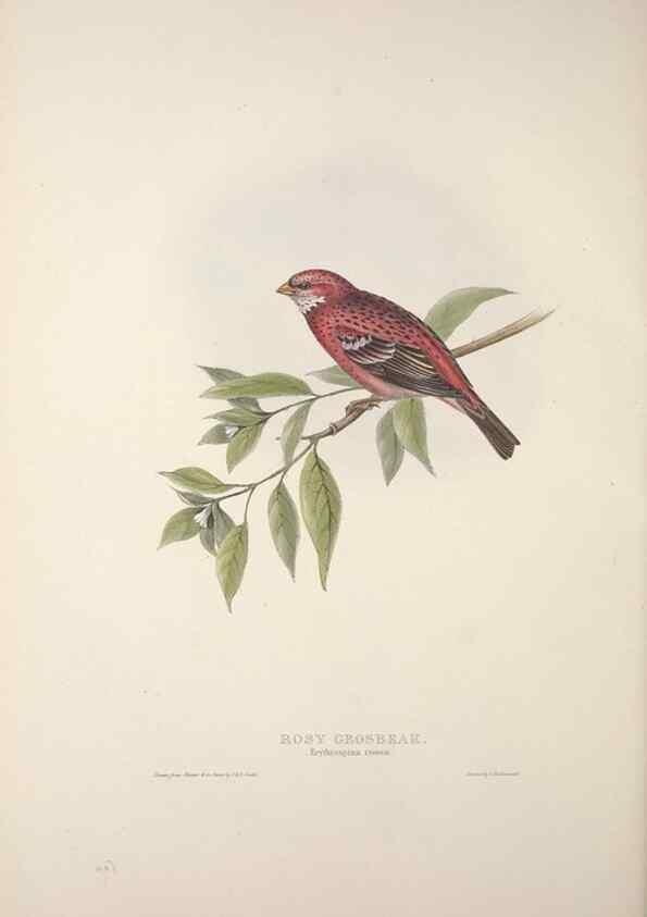 Reproducción/Reproduction 32902191858: The birds of Europe.. London,Printed by R. and J.E. Taylor, pub. by the author,1837.. 