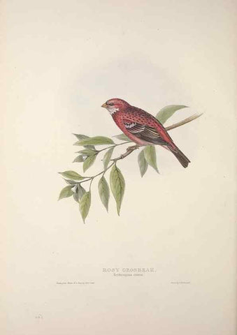 Reproducción/Reproduction 32902191858: The birds of Europe.. London,Printed by R. and J.E. Taylor, pub. by the author,1837.. 