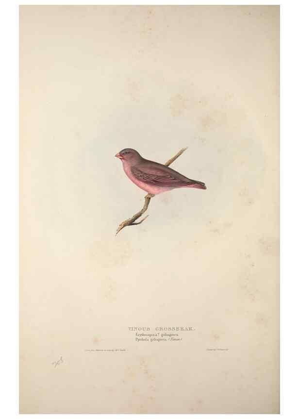 Reproducción/Reproduction 46725133272: The birds of Europe.. London,Printed by R. and J.E. Taylor, pub. by the author,1837.. 