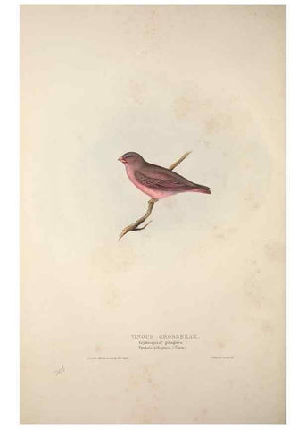 Reproducción/Reproduction 46725133272: The birds of Europe.. London,Printed by R. and J.E. Taylor, pub. by the author,1837.. 