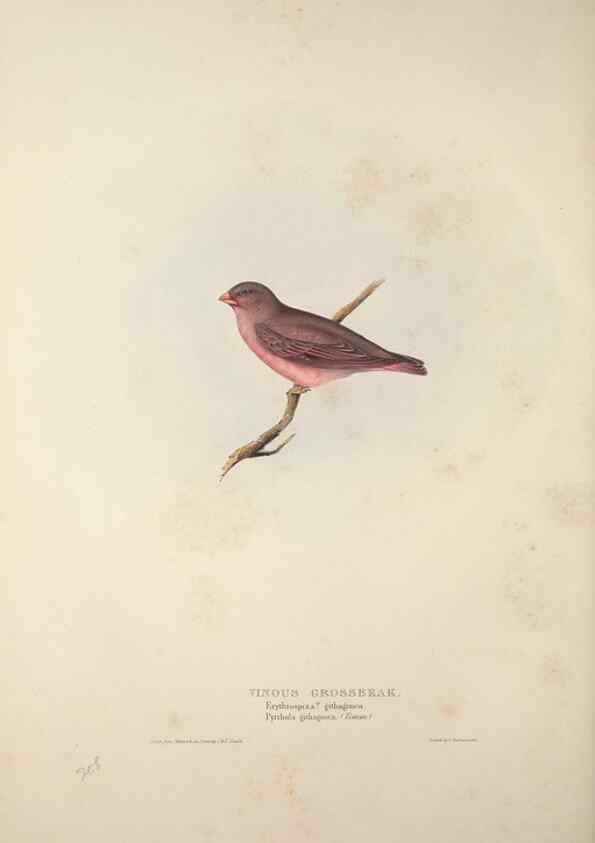 Reproducción/Reproduction 46725133272: The birds of Europe.. London,Printed by R. and J.E. Taylor, pub. by the author,1837.. 