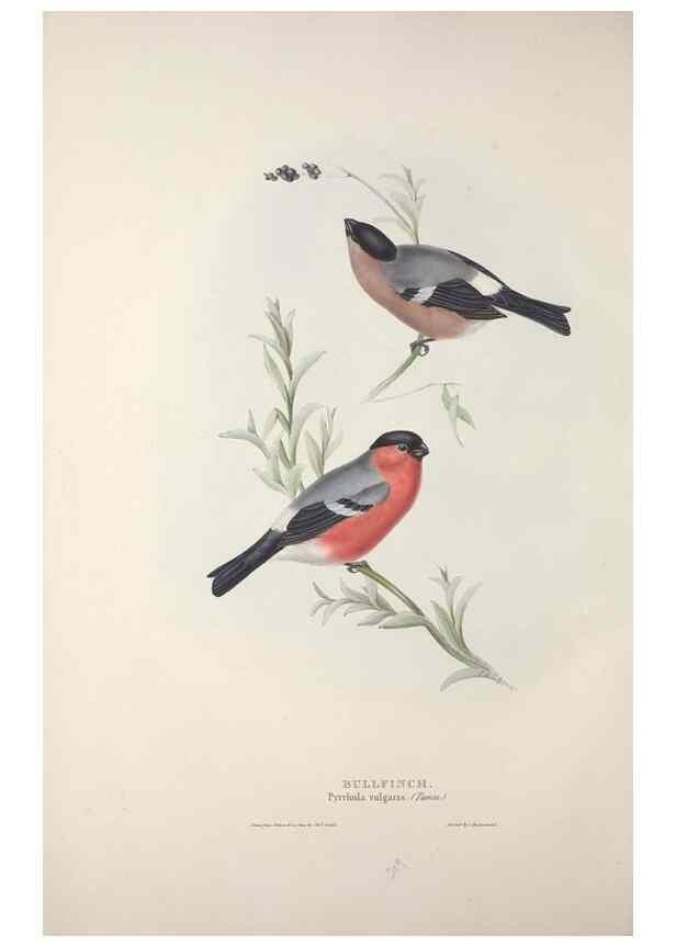 Reproducción/Reproduction 46052733354: The birds of Europe.. London,Printed by R. and J.E. Taylor, pub. by the author,1837.. 