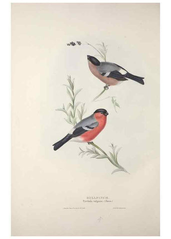 Reproducción/Reproduction 46052733354: The birds of Europe.. London,Printed by R. and J.E. Taylor, pub. by the author,1837.. 