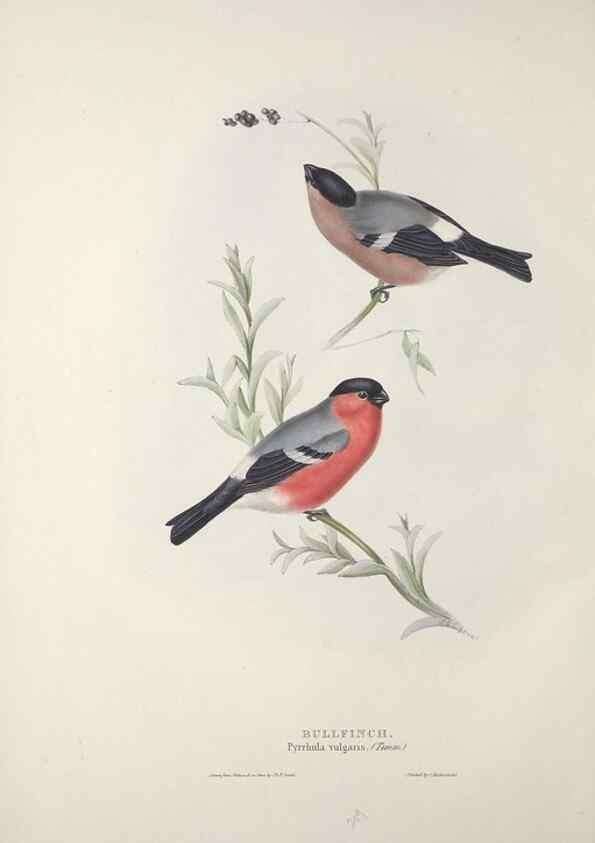 Reproducción/Reproduction 46052733354: The birds of Europe.. London,Printed by R. and J.E. Taylor, pub. by the author,1837.. 