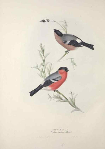 Reproducción/Reproduction 46052733354: The birds of Europe.. London,Printed by R. and J.E. Taylor, pub. by the author,1837.. 
