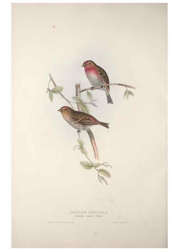 Reproducción/Reproduction 46052686704: The birds of Europe.. London,Printed by R. and J.E. Taylor, pub. by the author,1837.. 
