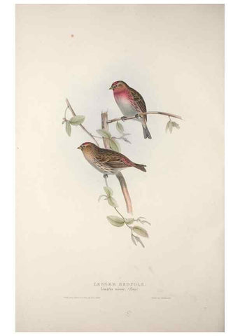 Reproducción/Reproduction 46052686704: The birds of Europe.. London,Printed by R. and J.E. Taylor, pub. by the author,1837.. 