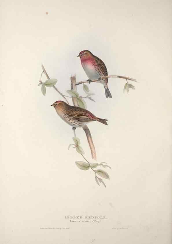 Reproducción/Reproduction 46052686704: The birds of Europe.. London,Printed by R. and J.E. Taylor, pub. by the author,1837.. 