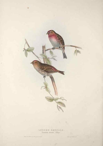 Reproducción/Reproduction 46052686704: The birds of Europe.. London,Printed by R. and J.E. Taylor, pub. by the author,1837.. 