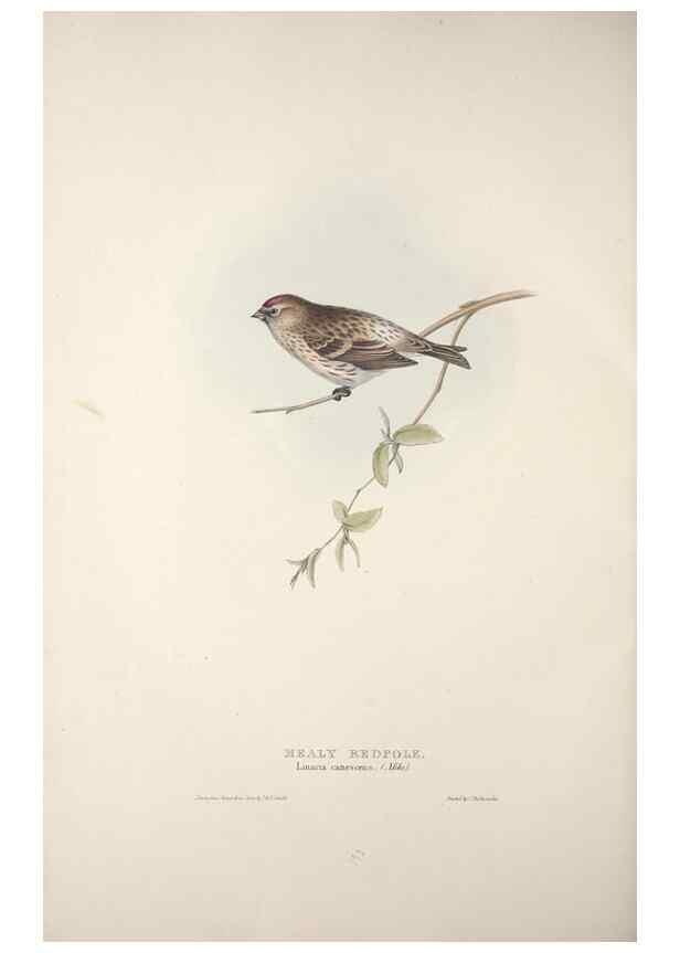 Reproducción/Reproduction 46052685994: The birds of Europe.. London,Printed by R. and J.E. Taylor, pub. by the author,1837.. 