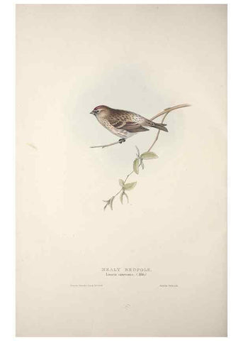 Reproducción/Reproduction 46052685994: The birds of Europe.. London,Printed by R. and J.E. Taylor, pub. by the author,1837.. 
